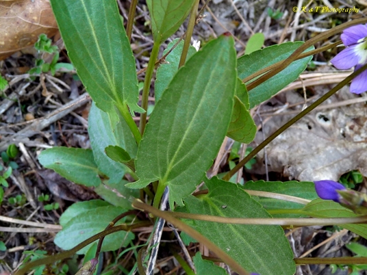 {Viola sagittata}